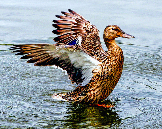 Landing Duck